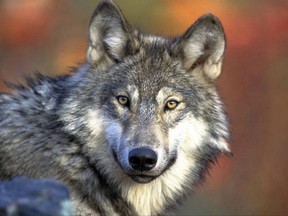 FILE - This April 18, 2008 file photo provided by the U.S. Fish and Wildlife shows a grey wolf. A federal report says gray wolves killed a record number of livestock in Wyoming in 2016, and wildlife managers responded by killing a record number of wolves that were responsible. The report released by the U.S. Fish and Wildlife Service found that wolves killed 243 livestock, including one horse, in 2016 in Wyoming. As a result, wildlife managers last year killed 113 wolves that were confirmed to be attacking livestock. (AP Photo/U.S. Fish and Wildlife Service, Gary Kramer, File)