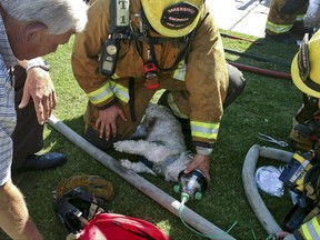 In this photo provided by Bakersfield Fire Department shows firefighters resuscitating a Shih Tzu dog, named "Jack," after pulling him from a burning home, Friday, July 21, 2017, in Bakersfield, Calif. Using a pet oxygen mask donated to the department by a local Girl Scout troop, firefighters slowly bring Jack back to life. (John Frando/Bakersfield Fire Department via AP)
