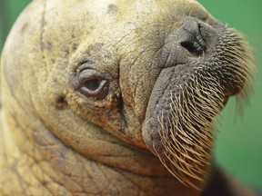 RETRANSMISSION TO CHANGE TERMINOLOGY FROM PUP TO CALF - In this Wednesday, June 21, 2017, photo provided by Alaska SeaLife Center shows a walrus calf in a quarantined pen as it's cared for at the Alaska SeaLife Center, in Seward, Alaska. The calf was found on a mining barge in Nome, Alaska, and transported to the SeaLife Center, which is the only facility in Alaska that holds permits to care for stranded marine mammals. Center officials estimate the calf was two weeks old when it was found. (Jennifer Gibbins/Alaska SeaLife Center via AP)