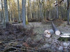 FILE - In this file photo taken March 24 , 2017, a bison stands among the trees near to felled trees in the Bialowieza Forest, Poland. A European court has ordered Poland to immediately stop cutting trees in Europe's last pristine ancient forest of Bialowieza, although the order is temporary while European authorities analyse Poland's position on the matter. (AP Photo/Adam Bohdan, FILE)