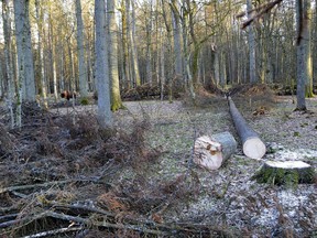 FILE - In this March 24 , 2017 file photo, a bison stands next to fir trees that have been logged, in the Bialowieza Forest, Poland. Poland said Thursday July 13, 2017, it was glad it will have a chance to defend its logging in the pristine Bialowieza forest before a European Union court and implied that it knows better about the preservation of nature than western Europe. (AP Photo/Adam Bohdan, File)