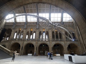 A blue whale skeleton is exhibited in the Hintze Hall at the Natural History Museum in London, Thursday July 13, 2017, replacing the Diplodocus dinosaur which will go on a tour of Britain. Britain's Kate, Duchess of Cambridge, Patron of the Natural History Museum, is due to attend the opening of the museum's new Hintze Hall on Thursday. (Steve Parsons/PA via AP)
