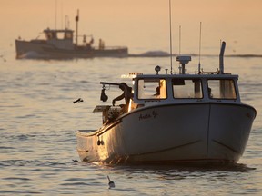 FILE - In this Monday, Aug. 17, 2015, file photo, an undersized lobster is flipped back into the ocean, off Kennebunkport, Maine. New England's 2017 summer lobster season is off to a slow start, but consumers are still paying a little bit less for the critters than they were a year ago. Lobster fishermen and distributors said the annual summer boom in lobster catch is yet to arrive. (AP Photo/Robert F. Bukaty, File)