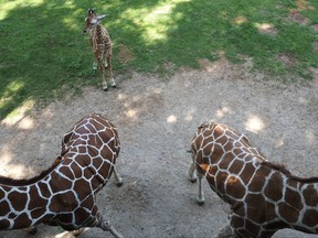 At Twiga Overlook, where visitors can feed the giraffes, Kijana likes to get close to try to see what's happening at the Binder Park Zoo in Kalamazoo, Mich, Wednesday, July 26, 2017. (Mark Bugnaski /Kalamazoo Gazette-MLive Media Group via AP)