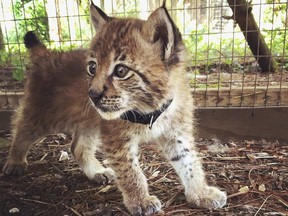 This undated photo provided by the Animal Gardens Petting Zoo in Delavan, Wis., shows a Siberian Lynx named Mowgli, one of two 7-week-old lynx that have gone missing from the facility. Authorities in Wisconsin said the Siberian lynx that were missing from the petting zoo have been returned. Town of Delavan police Chief Raymond Clark said in a news release the cats were returned to Animal Gardens on Wednesday evening, July 5, 2017.  (Danette Vincenti/Animal Gardens Petting Zoo via AP)