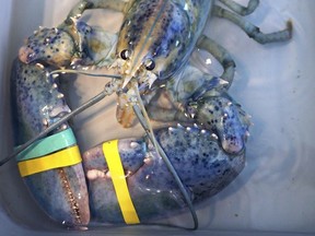 A rare blue lobster caught by local lobsterman,  Greg Ward,  is on display at the Seacoast Science Center in Rye, N.H., on Tuesday, July 18, 2017.   Ward initially thought he had snagged an albino lobster when he examined his catch off the coast Monday where New Hampshire borders Maine. The Rye lobsterman quickly realized his hard-shell lobster was a unique blue and cream color.  [Rich Beauchesne/Portsmouth Herald via AP)