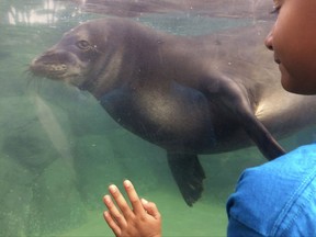 FILE- In this Jan. 24, 2017, file photo, a child watches a Hawaiian monk seal called Hoailona at the Waikiki Aquarium in Honolulu. A U.S. Fish and Wildlife Service employee has been bitten by a monk seal while swimming at Midway Atoll in the Northwestern Hawaiian Islands. Fish and Wildlife Service spokeswoman Megan Nagel said Tuesday, July 11, 2017, that the incident happened on July 6 on Midway's North Beach in the Papahanaumokuakea Marine National Monument. The employee was bit several times and is now recovering on Midway. (AP Photo/Audrey McAvoy, File)