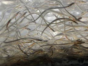 FILE - In this May 19, 2015, file photo, baby eels, known as elvers, swim in a plastic bag at a buyer's holding facility in Portland, Maine. Maine is implementing a new lottery system for licenses to fish for baby eels, which are worth more than $1,000 per pound on the worldwide sushi market. The Legislature approved a permit lottery system last month. (AP Photo/Robert F. Bukaty, File)