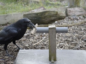 This 2016 photo made available by Lund University shows a raven holding a piece of wood next to a testing device in Lund, Sweden. In earlier experiments, this and four other hand-raised ravens showed a flexible planning ability that previously had been documented only in people and great apes. (Helena Osvath/Lund University via AP)