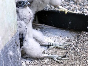 This June 21, 2017 photo provided by volunteer nest monitor Mary Malec shows peregrine falcons "Lux," front, and "Fiat" at the University of California, Berkeley. Lux, one of two baby peregrine falcons born on the university campus, died after flying into a window, university officials said Wednesday, July 12. (Mary Malec via AP)