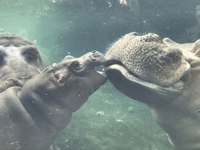 FILE - In this Tuesday, July 11, 2017, file photo provided by the Cincinnati Zoo & Botanical Garden, Fiona, a baby Nile hippopotamus, born prematurely Jan. 24, 2017, swims outside for the first time with her father Henry, right, as her mother Bibi, left, watches in the pool of the zoo's Hippo Cove exhibit in Cincinnati. Fiona, a popular baby hippo, has expanded her influence to a Cincinnati-based ice cream chain by inspiring its new flavor Chunky Chunky Hippo. (Michelle Curley/Cincinnati Zoo & Botanical Garden via AP, File)