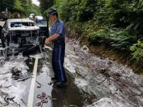 In this photo provided by the Oregon State Police, a state police officer works the site after a truck hauling eels overturned on Highway 101 in Depoe Bay, Ore., Thursday, July 13, 2017. Police said Salvatore Tragale was driving north with 13 containers holding 7,500 pounds (3,402 kilograms) of hagfish, which are commonly known as slime eels. (Oregon State Police via AP)