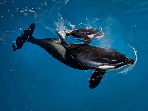 FILE- In this April 19, 2017, image provided by SeaWorld Parks & Entertainment orca Takara helps guide her newborn, Kyara, to the water's surface at SeaWorld San Antonio in San Antonio. Kyara was the final killer whale born under SeaWorld's former orca-breeding program. The Orlando-based company says 3-month-old Kyara died on Monday, July 24, 2017. (Chris Gotshall/SeaWorld Parks & Entertainment via AP, File)
