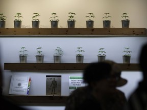 FILE- In this July 1, 2017, photo, plants are on display during the first day of recreational marijuana sales at The Source dispensary in Las Vegas. The Nevada Tax Commission is expected to approve an emergency regulation on Thursday to issue distribution licenses needed to address an anticipated supply shortage in the coming weeks. (AP Photo/John Locher, File)