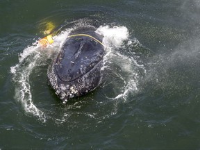 This undated photo provided by NOAA shows a humpback whale entangled in fishing line, ropes, buoys and anchors in the Pacific Ocean off Crescent City, Calif. Rescuers freed the badly tangled humpback whale Tuesday, July 18, 2017, after it had struggled for days against the weight of fishing lines, buoys and anchors dragging it to the ocean floor off California. Team leader Pieter Folkens says freeing the whale took nearly eight hours. (Bryant Anderson/NOAA Fisheries MMHSRP Permit# 18786-01 via AP)