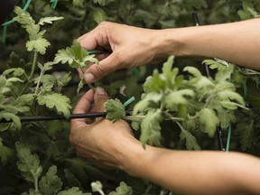 Amanda Galano demonstrates to students how she encourages the growth of a Thousand Bloom Chrysanthemum in a greenhouse at Longwood Gardens in Kennett Square, Tuesday, July 11, 2017. The student interns from the University of Delaware are producing videos this summer to document the work that goes into growing a Thousand Bloom Mum. The popular 1,000-acre public garden and education center near Philadelphia wants to make sure the practices can be passed on to future generations. (AP Photo/Matt Rourke)