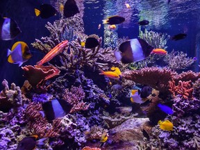 Corals, anemones and fish in a home coral reef system.