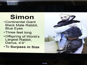 In this May 8, 2017 file photo, attorney Guy Cook speaks a news conference while looking at a photo of Simon, a giant rabbit that died after flying from the United Kingdom to Chicago, in Des Moines, Iowa.
