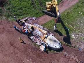 A team of marine mammal specialists converged on a beach in Norway, P.E.I., from June 29 to July 1 to carry out necropsies on three of six North Atlantic right whales that were found dead in the Gulf of St. Lawrence. They used sharp knives and an excavator to slice and peel away layers of blubber and tissue.