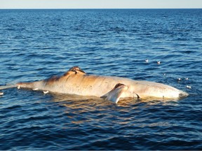 Another North Atlantic right whale, shown in this undated handout image, has been found floating lifeless in the Gulf of St. Lawrence.