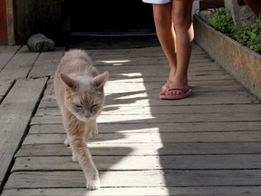 FILE - In a May 29, 2016 file photo, Stubbs, the honorary feline mayor of Talkeetna, Alaska, walks out of the West Rib Bar and Grill. Stubbs was found dead by his owners Friday, July 21, 2017, at the age of 20. Talkeetna, a town with a population of about 900, elected the yellow cat mayor in a write-in campaign in 1998. There is no human mayor in the town. (AP Photo/Mark Thiessen, File)