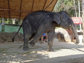 This undated photo released by World Animal Protection, shows an elephant used for entertainment at a venue in Thailand. An animal protection group says it wants tourists to know,  that elephant on which you took a ride during your vacation in Thailand is probably a miserable victim of abuse. London-based World Animal Protection in a report released Thursday, July 6, 2017 says its survey of almost 3,000 elephants employed in entertainment venues in Thailand, Laos, Cambodia, Nepal, Sri Lanka and India found that three out of four are living in poor and unacceptable conditions. (World Animal Protection via AP)