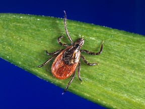 This undated photo provided by the U.S. Centers for Disease Control and Prevention (CDC) shows a blacklegged tick - also known as a deer tick. With a bumper crop of blacklegged ticks possible this season, researchers in a Lyme disease-plagued part of New York's Hudson Valley are tackling tick problems across entire neighborhoods with fungal sprays and bait boxes. (CDC via AP)