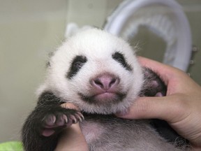 This Saturday, July 22, 2017 photo released by Tokyo Zoological Park Society, shows a giant panda cub at Ueno Zoo in Tokyo. The baby panda, born in June, got a check up on Saturday.  (Tokyo Zoological Park Society via AP)