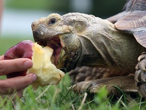 An African Spurred Thigh Tortoise, enjoys her favourite treat, a red delicious apple, during a walk with her owner Chelsea Viola, 23, in Hawrelak Park in Edmonton Ab on Monday July 26, 2010.