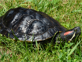 Heavy rains have flooded areas where turtles nest, causing them to travel more and putting them at risk