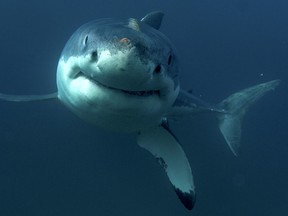 This undated image released by Discovery Channel shows a great white shark.