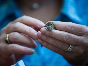 Christine Bishop, a research scientist with Environment and Climate Change Canada, holds a rufous juvenile male hummingbird as she prepares to measure and band it and collect urine and feces for testing, in Surrey, B.C., on Tuesday July 4, 2017.
