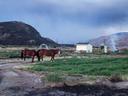 Horses that survived a wildfire stand outside a neighbouring home to feed after numerous homes were destroyed by fire on the Ashcroft First Nation, near Ashcroft, B.C.