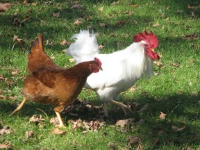 The chicken says 'cot cot.' The rooster sats 'cocorico.'