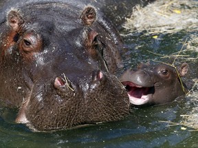 A female hippopotamus named Julka swims with her one month old as yet un-named calf, in Belgrade Zoo, Serbia, Monday, July 10, 2017. Hot weather has set in with temperatures rising up to 38 Celsius (100.4 Fahrenheit) in Belgrade. (AP Photo/Darko Vojinovic)
