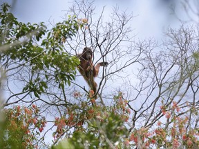 FILE - In this Jan. 7, 2016, file photo, a wild orangutan sits on a tree branch in Sungai Mangkutub, Central Kalimantan, Indonesia. Conservation group Borneo Orangutan Survival Foundation (BOSF) says nearly a fifth of the forest belonging to an orangutan sanctuary on the Indonesian part of Borneo has been occupied and damaged by people living near the area, threatening efforts to rehabilitate the critically endangered great apes for release into the wild. (AP Photo/Dita Alangkara, File)