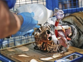 In this Wednesday, July 26, 2017 photo, a tiger rescued from an amusement park near the embattled city of Aleppo, Syria, receives medical treatment in its cage from a health care member of the Four Paws organisation, in Bursa, northwestern Turkey. Austria-based Four Paws evacuated nine animals total, two bears, three lions, two hyenas and two tigers which all survived intense clashes on Syria's civil war around the Aleppo region. (AP Photo/Emrah Gurel)