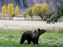 A grizzly bear cub searches for fallen fruit in Yellowstone National Park. 