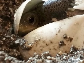 This Aug. 7, 2016, photo, provided by Karen Milliken of Milliken Farms in Lacombe, La., shows a diamondback terrapin hatching at the home of Rachael and Stephen Creech of Adventure Pets in Mandeville, La. The turtle is among 21 being returned Thursday, July 6, 2017, to the barrier island where their mother laid the eggs. (Karen Milliken/Milliken Farms via AP)