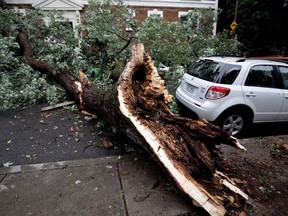 MONTREAL, QUE.: AUGUST 22, 2017-- A car sits undamaged, soared by several inches, after a rotted tree fell and damaged 3 cars on Prud'homme street after a storm blew through the NDG district of Montreal on Tuesday August 22, 2017. (Allen McInnis / MONTREAL GAZETTE) ORG XMIT: 59224