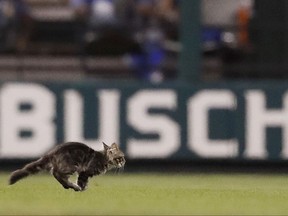FILE - In this Wednesday, Aug. 9, 2017 file photo, a cat runs across the field at Busch Stadium during the sixth inning of a baseball game between the St. Louis Cardinals and the Kansas City Royals in St. Louis. The Rally Cat won't be spending time frolicking as the mascot of the St. Louis Cardinals. The four-month-old tabby disappeared and the St. Louis Feral Cat Outreach captured it the next day. The Cardinals announced plans to adopt the cat, host a Rally Cat Appreciation Day on Sept. 10 and let it live in the clubhouse. But the nonprofit balked, saying the team wanted to exploit the cat rather than take care of it. (AP Photo/Jeff Roberson, File)