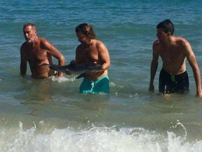 An infant dolphin died from stress after it was passed around by tourists taking photos with the animals.