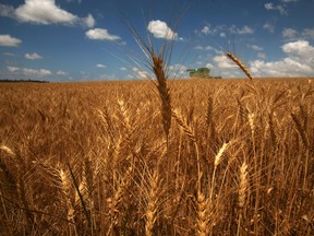 Israeli farmers harvesting their wheat crop in the fields near Kibbutz Be’eri, on the border with Gaza Strip in southern Israel.