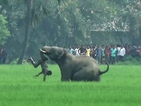 An elephant attacks an Indian man in a field in Baghasole village in West Bengal state on Marc 20, 2016.
Endangered elephants and tigers are killing one person a day in India as humans put a growing squeeze on their habitat, according to new government figures.