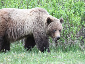 A file photo of a grizzly bear