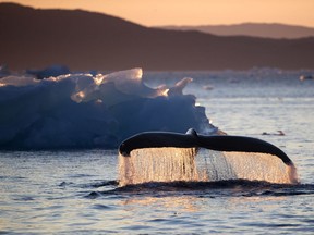 A humpback whale dives while swimming in the Nuup Kangerlua Fjord near Nuuk in southwestern Greenland, Tuesday, Aug. 1, 2017. People are so far removed from the Arctic that they don't understand it, they don't know it and they don't love it," said Paula von Weller, a field biologist. "I think it's important for people to see what's here and to fall in love with it and have a bond and want to protect it." (AP Photo/David Goldman)