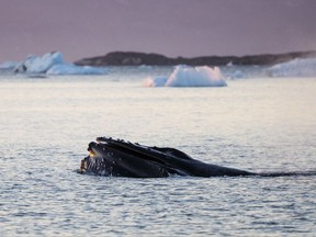 The mouth of a humpback whale emerges while swimming in the Nuup Kangerlua Fjord near Nuuk in southwestern Greenland, Tuesday, Aug. 1, 2017. Algae that cling to the underside of sea ice are losing their habitat. If they vanish, the impact will be felt all the way up the food chain. Copepods, a type of zooplankton that eats algae, will lose its source of food. The tiny crustaceans in turn are prey for fish, birds and whales. (AP Photo/David Goldman)