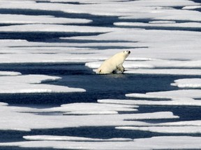 A polar bear steps out of a pool while walking on the ice in the Franklin Strait in the Canadian Arctic Archipelago, Saturday, July 22, 2017. Industry experts, researchers and veterans of the Far North say there remain many obstacles to reaping the riches once blocked by the ice. Conservationists also oppose the large-scale extraction of Arctic resources, fearing that the fragile environment will be irreparably harmed. (AP Photo/David Goldman)