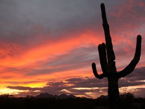 FILE - In this Dec. 6, 2009, file photo, a cactus is seen against a backdrop of colorful clouds in Ironwood Forest National Monument in Marana, Ariz. Interior Secretary Ryan Zinke said he's recommending that none of 27 national monuments carved from wilderness and ocean and under review by the Trump administration be eliminated including Ironwood Forest National Monument. (Greg Bryan/Arizona Daily Star via AP, File)