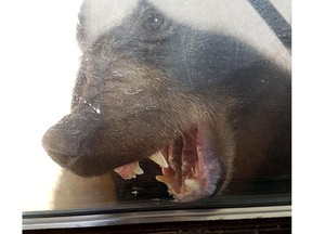 young Gibsons family had a terrifying experience when a large black bear entered their house in the Franklin Beach area and was refusing to leave despite their best efforts to scare it back outside.